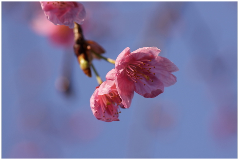 河津桜が咲いていた_d0248502_7194847.jpg