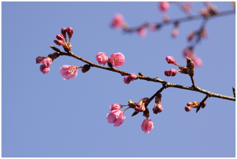 河津桜が咲いていた_d0248502_7202828.jpg