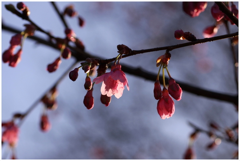 河津桜が咲いていた_d0248502_7214854.jpg