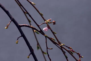 2012 しだれ桜プロジェクト　【3月30日】_c0170415_13374854.jpg