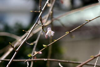 2012 しだれ桜プロジェクト　【3月30日】_c0170415_1338397.jpg