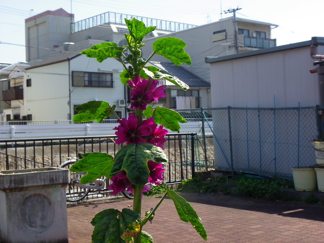 平野のサクラと花たち・烏原貯水池・アイランドのハクモクレン_a0037019_6344459.jpg