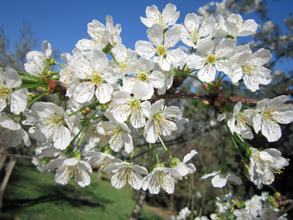 白い桜と改築状況_f0234936_5242952.jpg