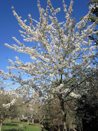 白い桜と改築状況_f0234936_5284717.jpg