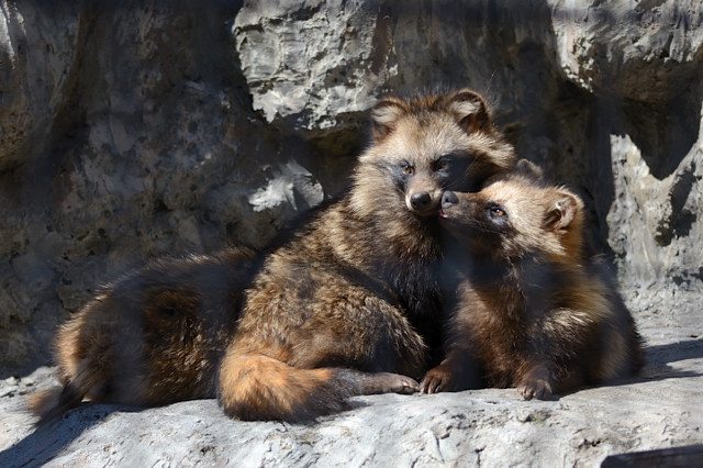 野毛山動物園に行って来ました。（その2）_c0165640_21472712.jpg