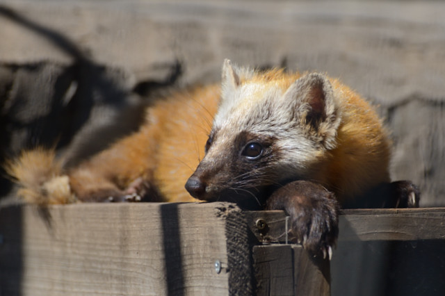 野毛山動物園に行って来ました。（その2）_c0165640_21475186.jpg