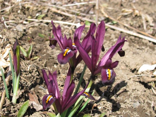 我家の花畑、開花一番_f0151044_19362930.jpg