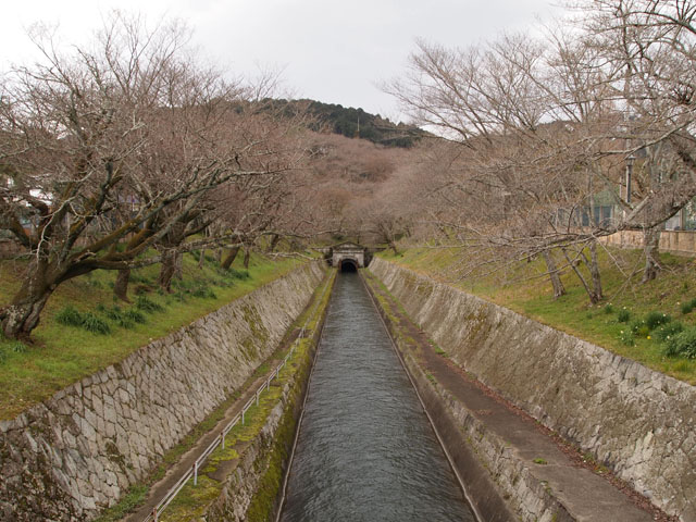 琵琶湖疏水第一トンネルの桜並木_d0145745_20302657.jpg