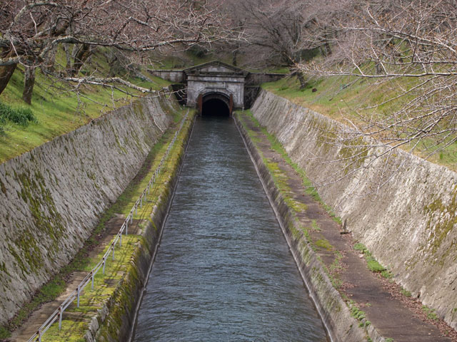 琵琶湖疏水第一トンネルの桜並木_d0145745_20305241.jpg