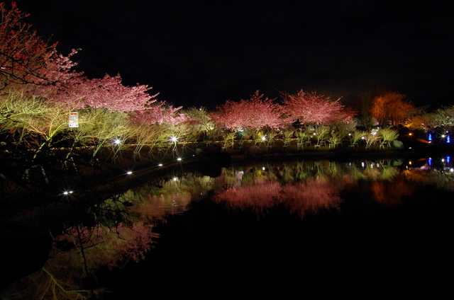 なばなの里の夜_d0186245_20584387.jpg