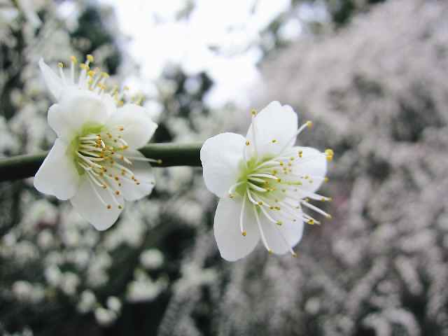 【春の広島阿呆旅・最終回「縮景園」の梅林】_c0042960_14191439.jpg