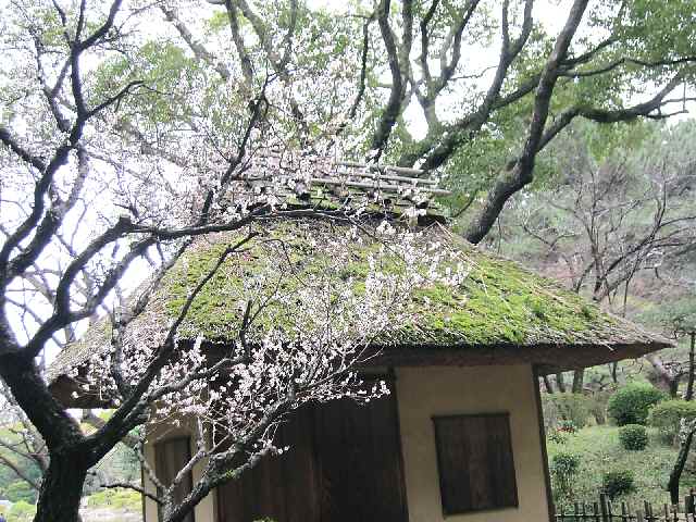 【春の広島阿呆旅・最終回「縮景園」の梅林】_c0042960_14192214.jpg