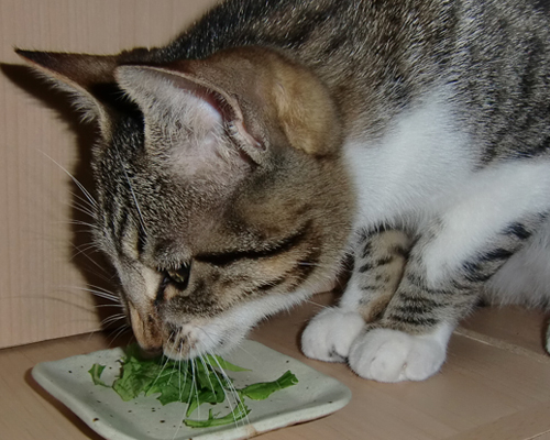 猫草もいいけど、水菜もね。_d0165160_1713593.jpg