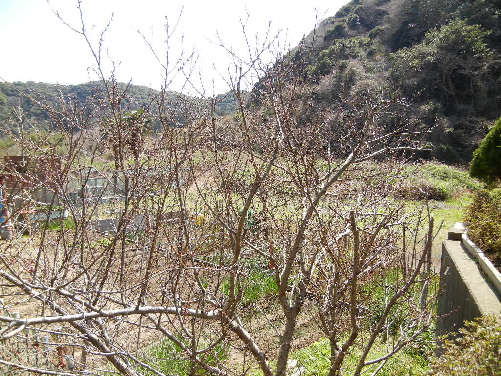 f0060461_20521036.jpg
