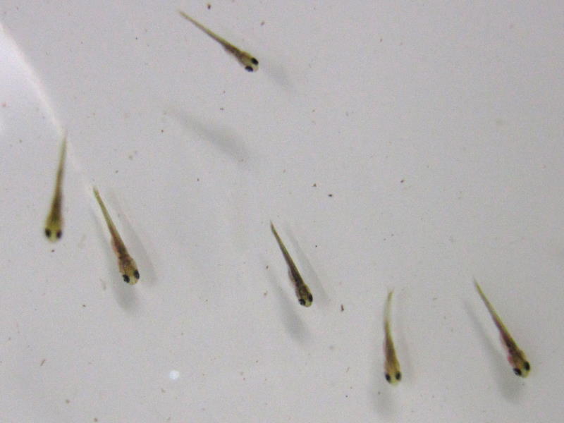 完全人工飼育で白黒パンダの孵化から初めての水替え 金魚一道ブログ