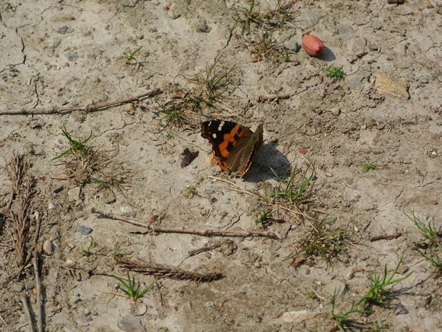 葦毛湿原　チョウ　と　花_f0179175_164034.jpg