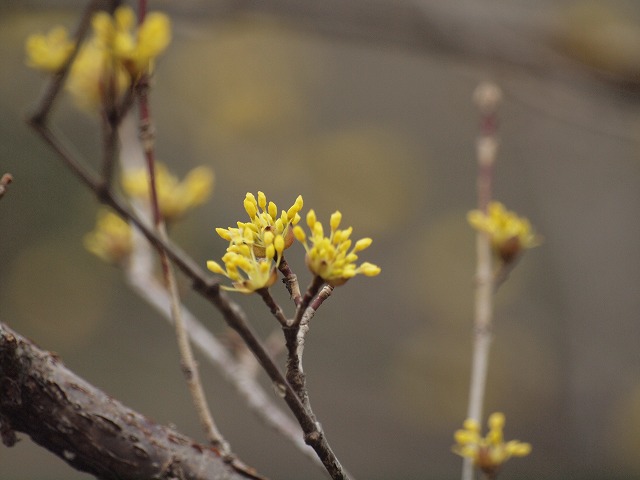 d0054276_20191591.jpg