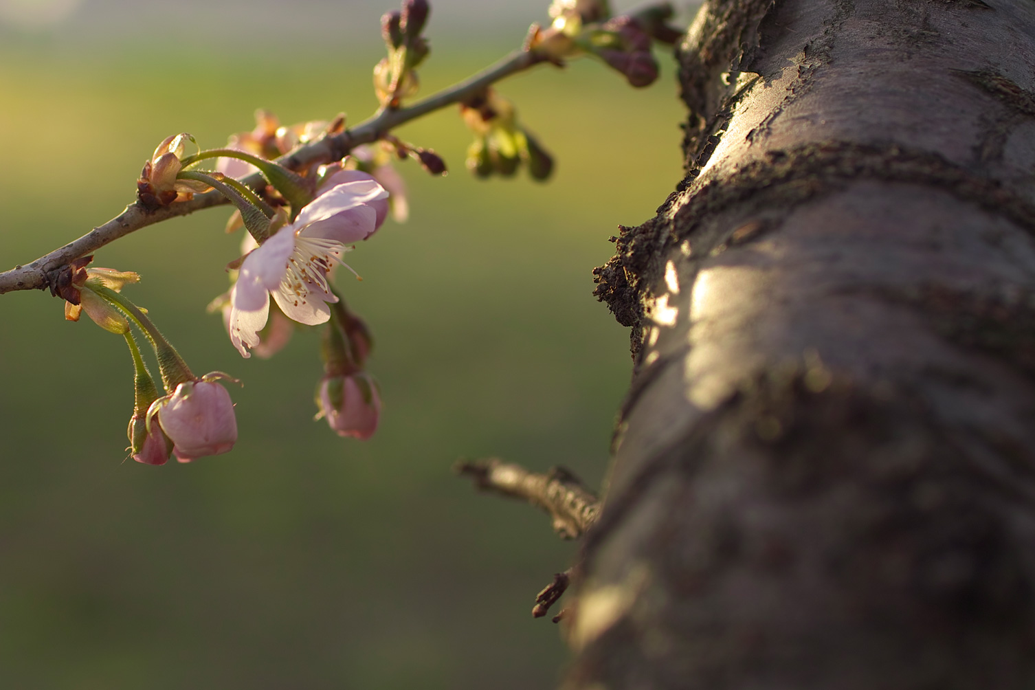 夕暮れ桜_f0121181_0342380.jpg