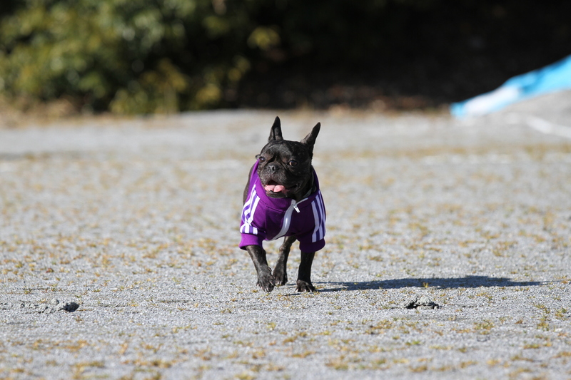 愛犬が可愛らしく歩み寄る。_d0156082_12551951.jpg