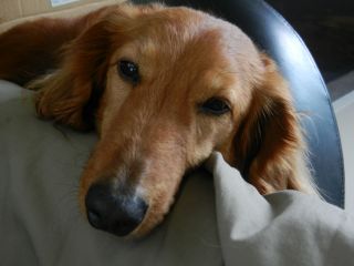 2012年3月30日 まっていたの~_b0098584_1549549.jpg