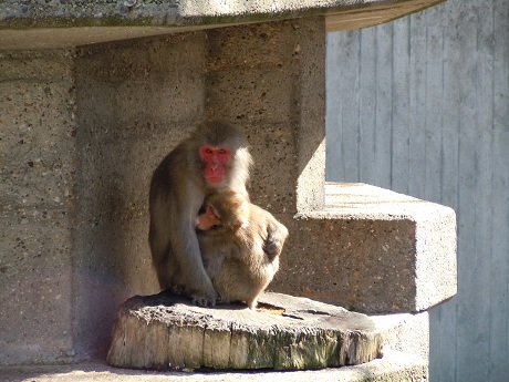 春だ、Wilhelmaに行こう！－動物編－_e0255187_1545132.jpg