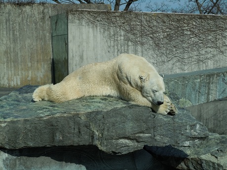 春だ、Wilhelmaに行こう！－動物編－_e0255187_1571595.jpg