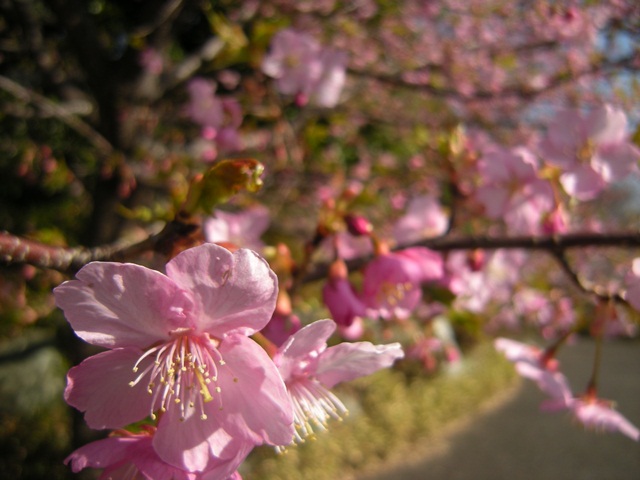 f0063887_06369.jpg