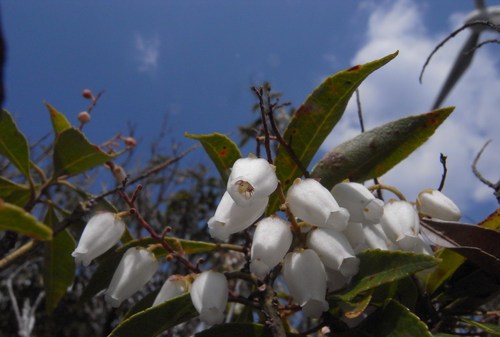 甫喜ヶ峰の3月の花木_d0160788_21293123.jpg