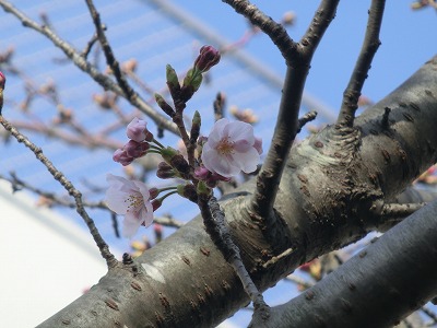 桜・・咲いた～_e0222588_17255025.jpg