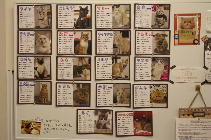 猫まるカフェeast店 スタッフ考 猫山細道の猫カフェ写真館 猫まるカフェeast店 スタッフ考 猫山細道の猫カフェ写真館