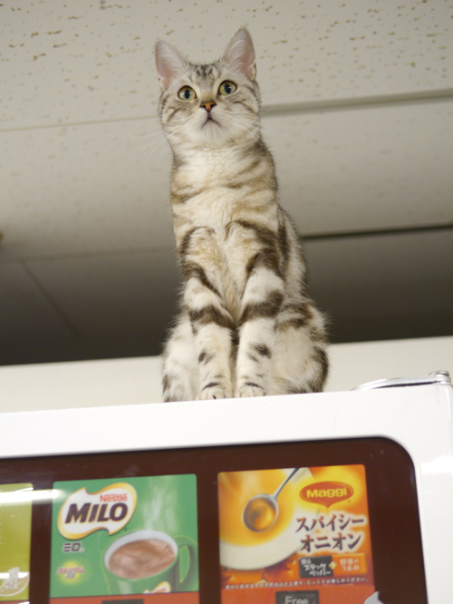 猫まるカフェeast店 スタッフ考 猫山細道の猫カフェ写真館
