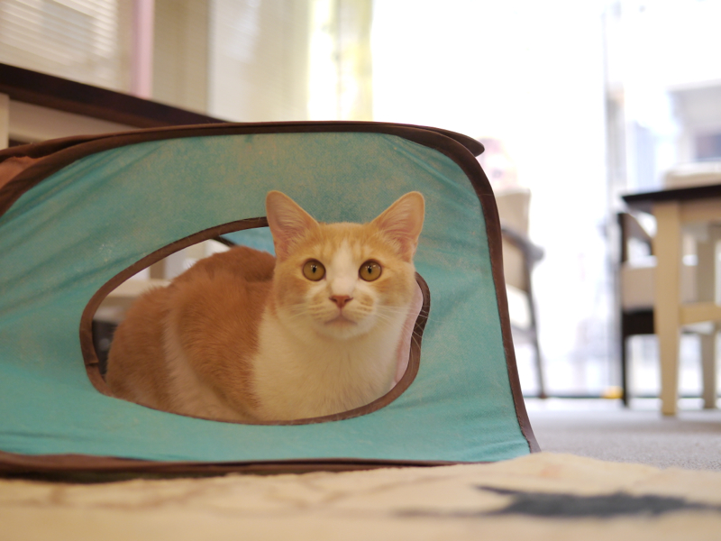 猫まるカフェeast店 スタッフ考 猫山細道の猫カフェ写真館