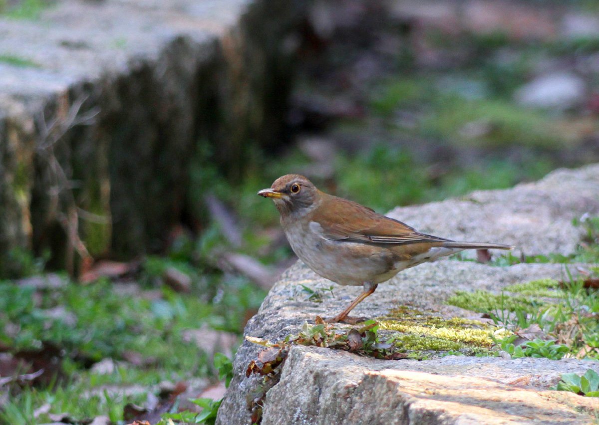 野鳥_e0254493_22325770.jpg