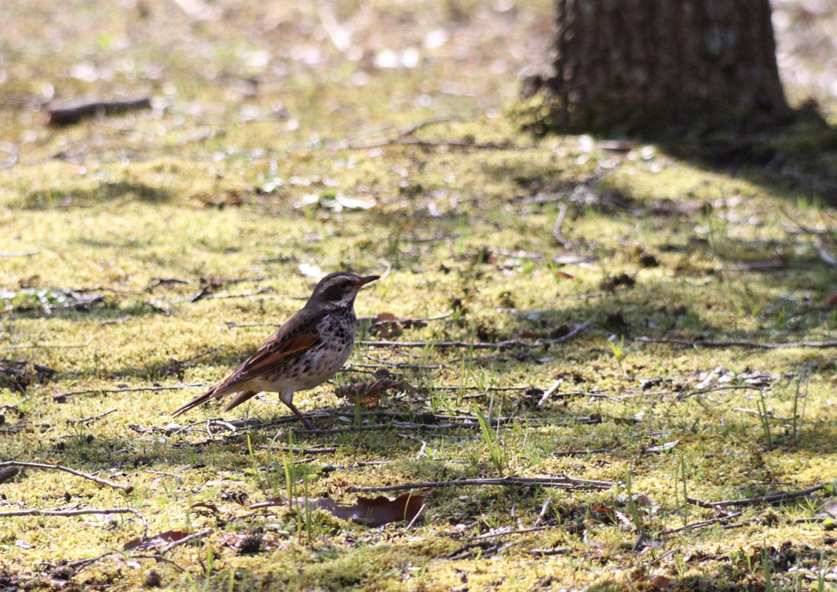 野鳥_e0254493_22335837.jpg