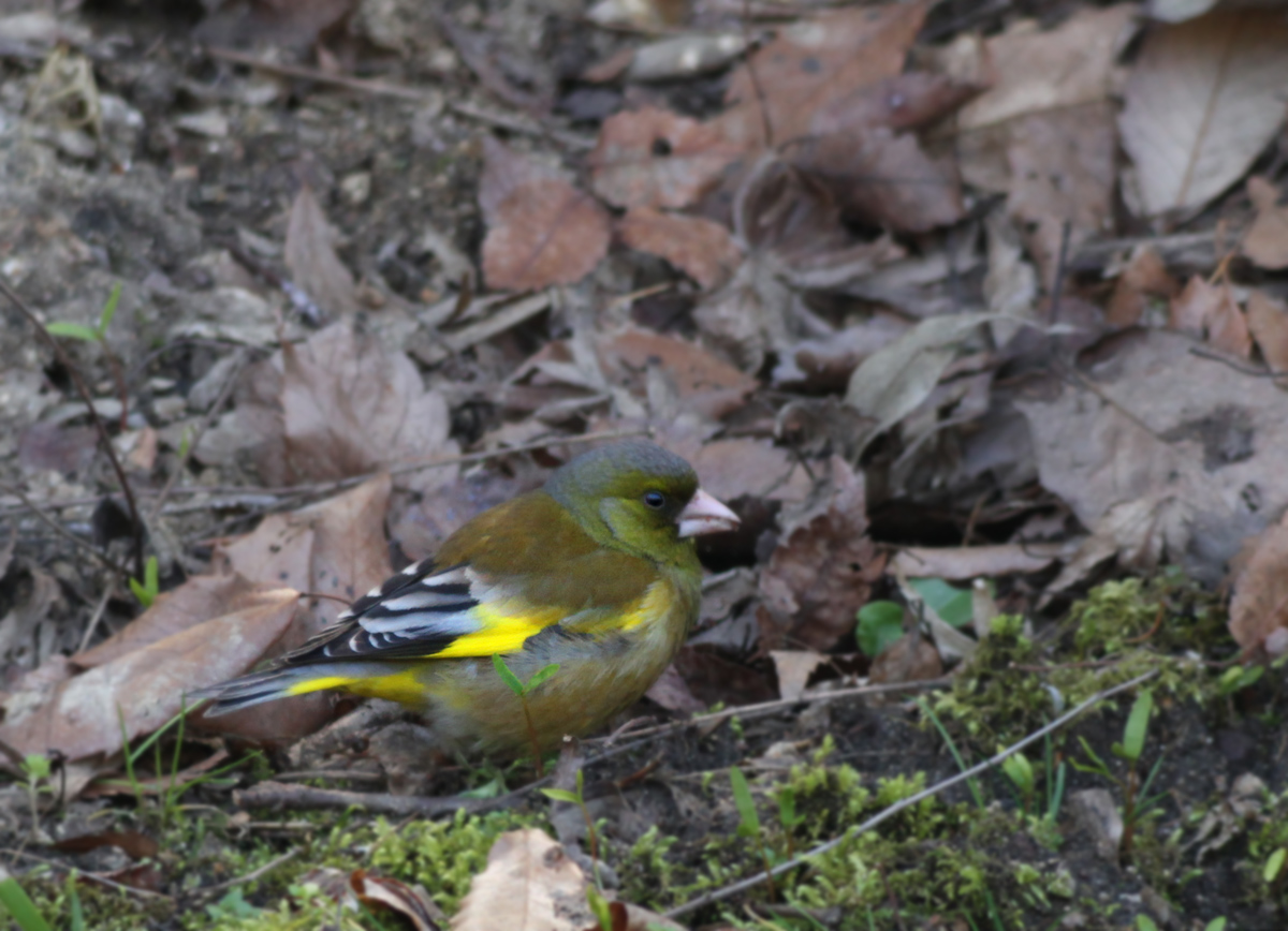 野鳥_e0254493_22344668.jpg