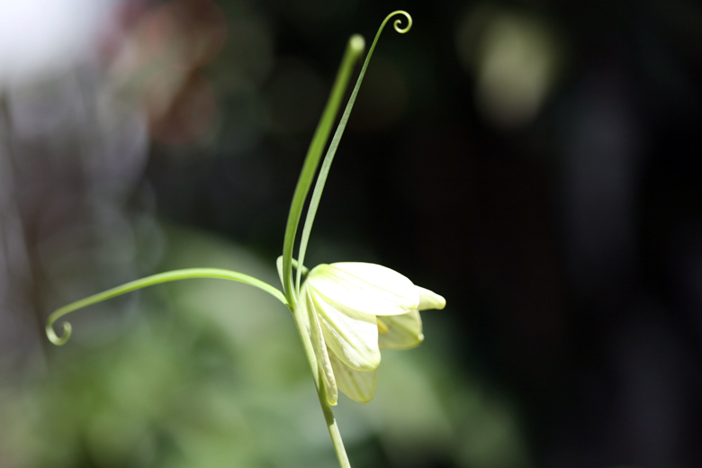 釣鐘型の花 バイモ 貝母 そよ風にふかれて