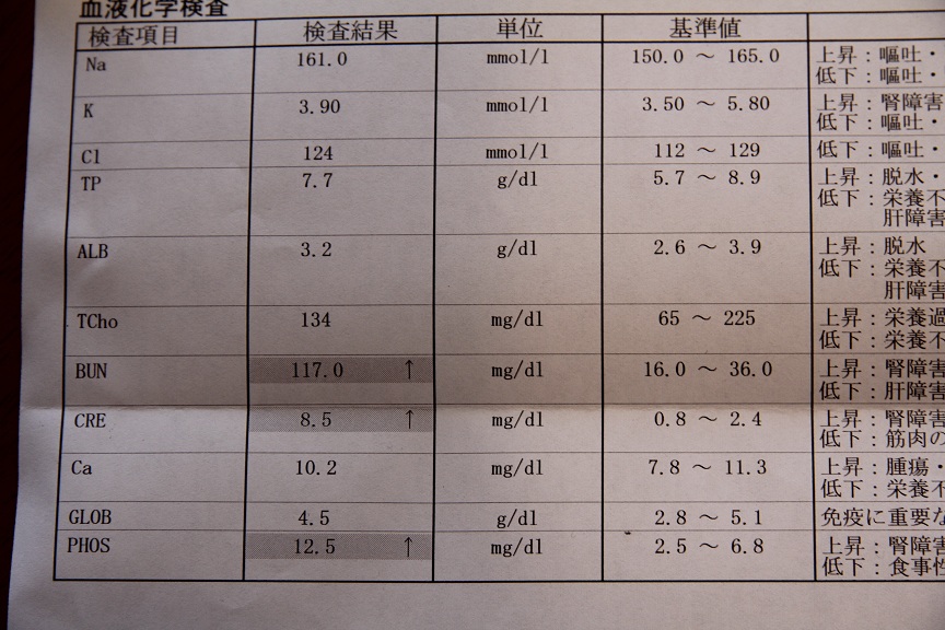 メルの腎臓病の進行_b0165396_1151988.jpg