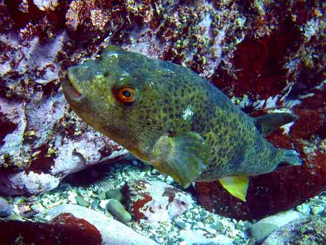 ヒガンフグ 葉山 浅瀬 Takifugu pardalis(Temminck & Schlegel, 1850) : 葉山の美味しいダイビング生活