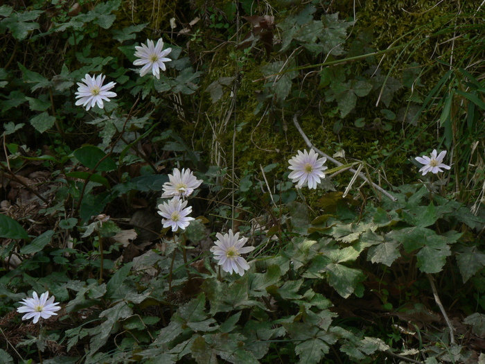 f0219710_87357.jpg