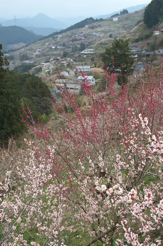 f0221510_8232827.jpg
