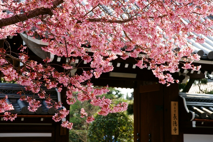 長徳寺のおかめ桜_e0177413_18304071.jpg