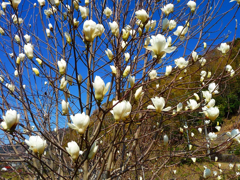 木蓮の花 白壁荘だより 天城百話 木蓮の花 白壁荘だより 天城百話