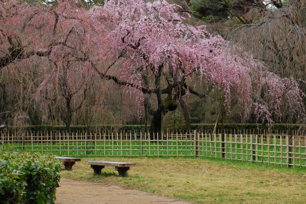 糸桜　－　京都御苑_a0114714_2093019.jpg