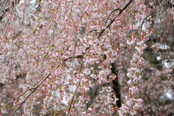 糸桜　－　京都御苑_a0114714_2094631.jpg