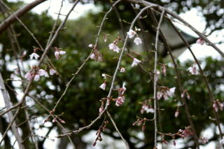 2012 しだれ桜プロジェクト　【3月31日】_c0170415_1343343.jpg