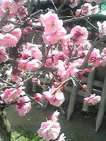 お花の写真特集_b0212316_14353794.jpg