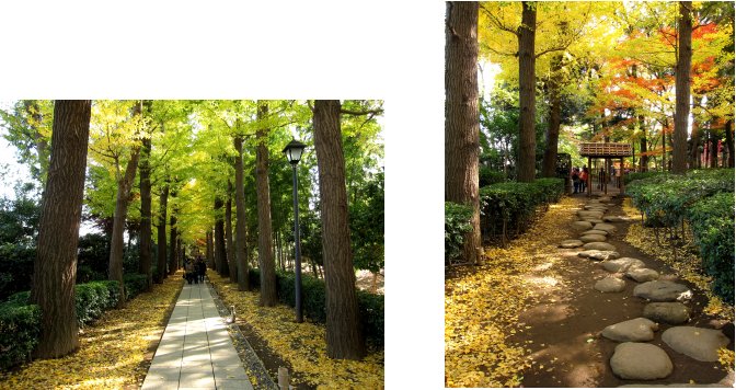 荻窪編(6):大田黒公園(10.11)_c0051620_834122.jpg