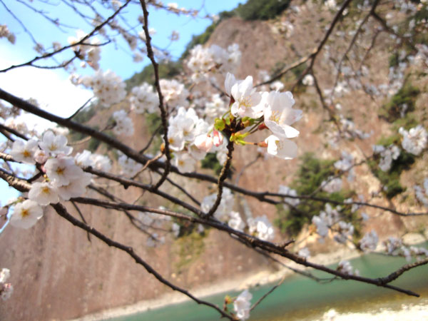 桜咲く_e0016120_2049326.jpg