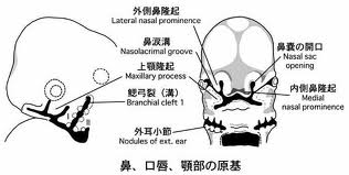鼻涙管_d0028322_22172122.jpg
