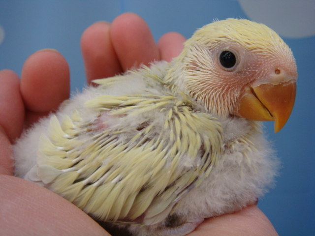 120331 インコ・シマリス・デグー_f0189122_13534946.jpg